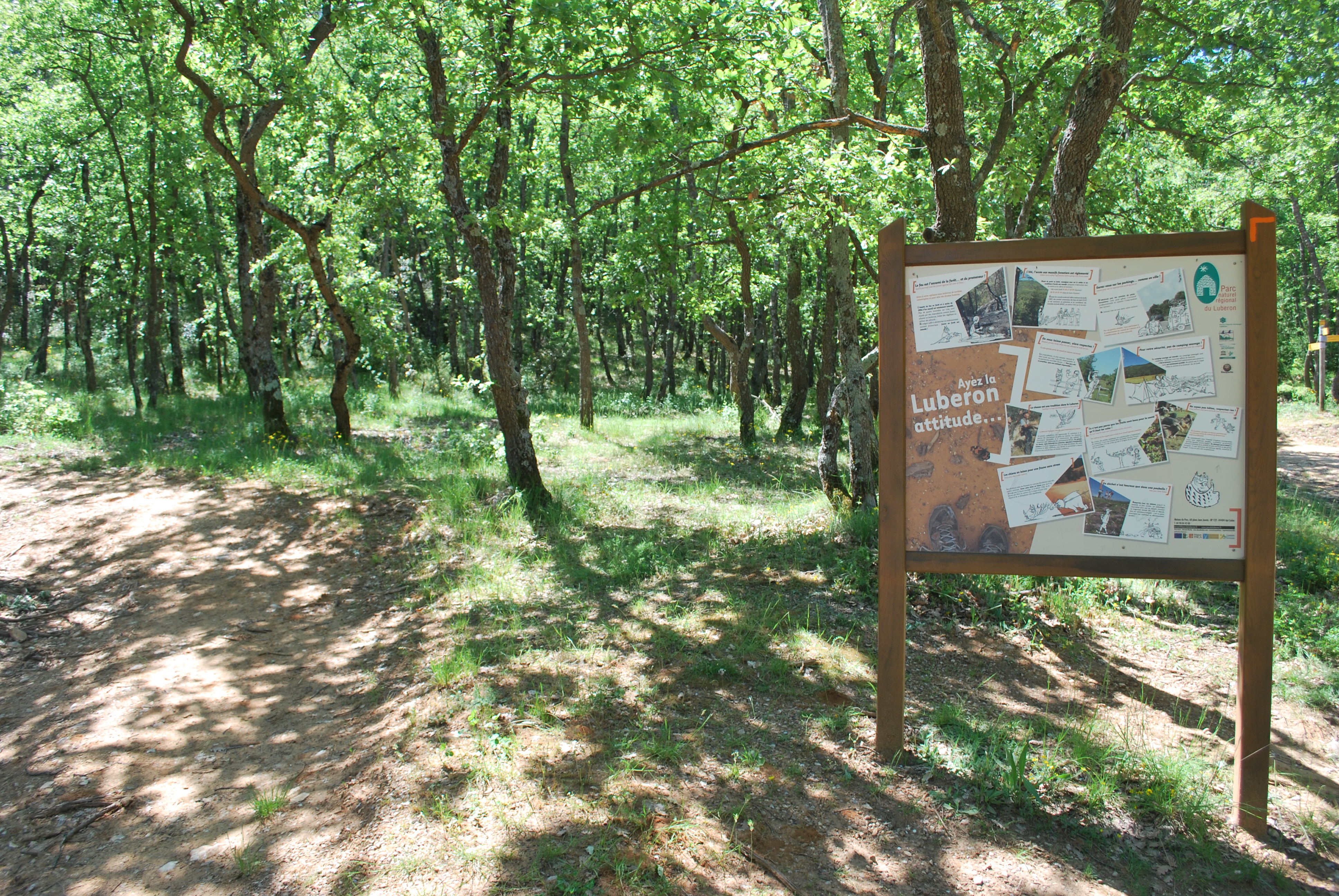 foret cedres valmasque.JPG