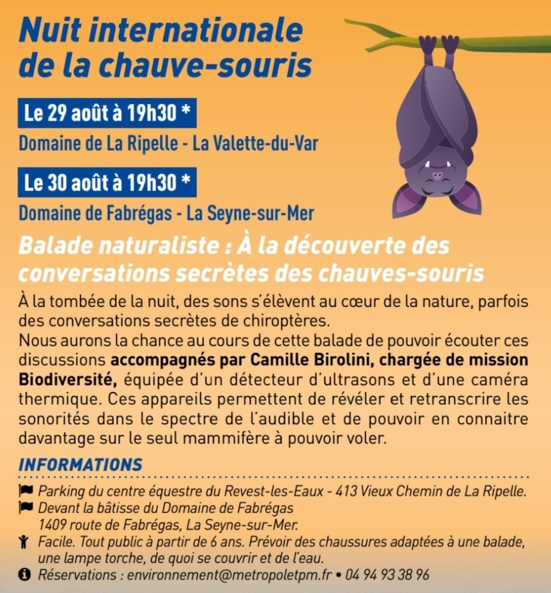 nuit de la chauve-souris.jpg