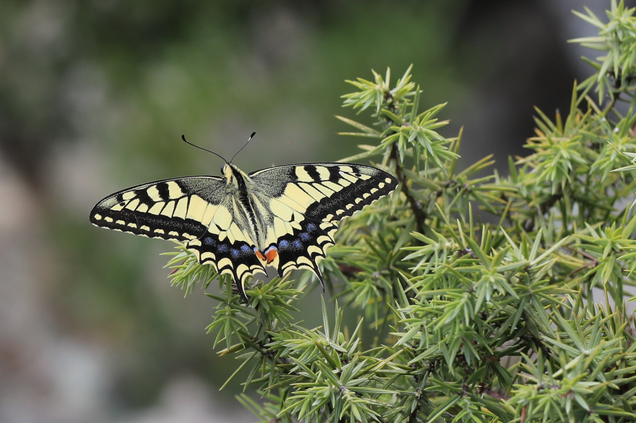 Machaon.jpg
