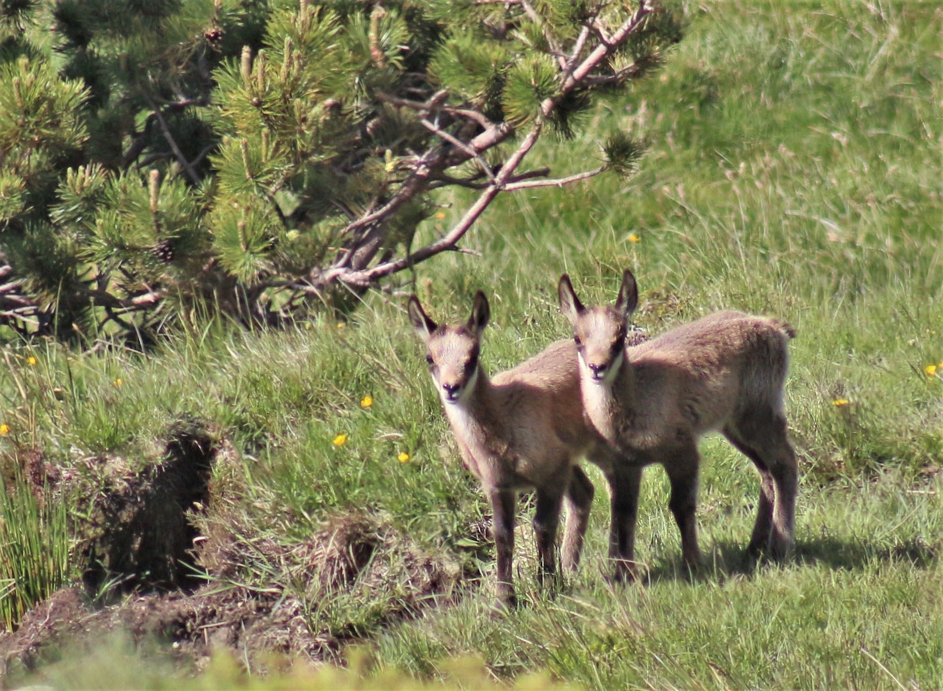 Isards juvéniles.jpg