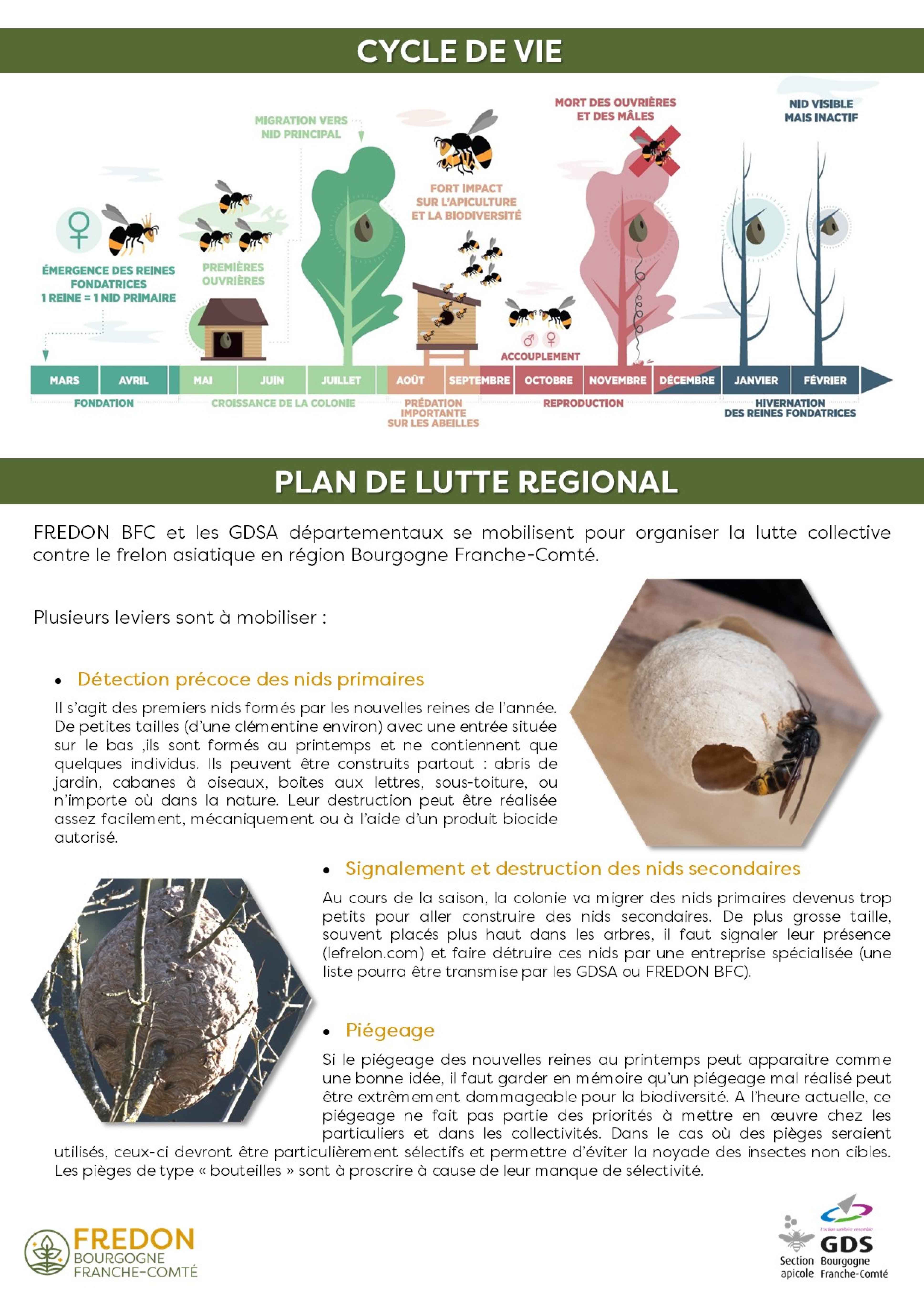 Plan de lutte frelon-2.jpg