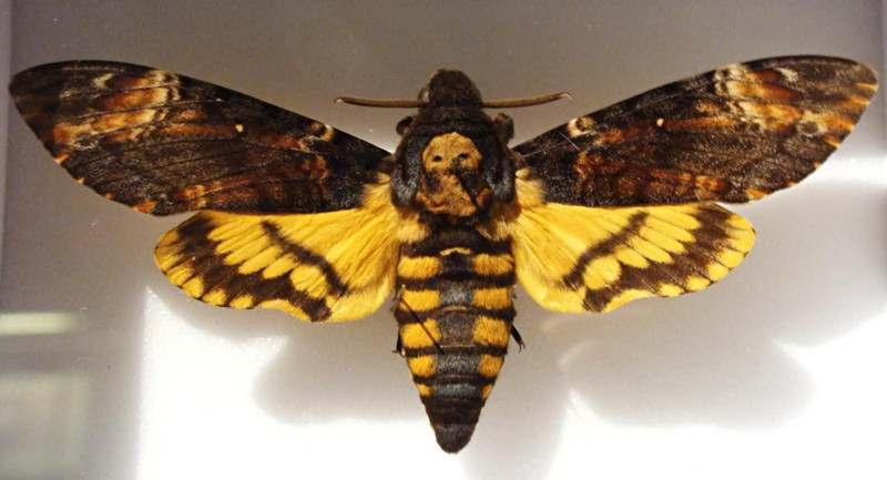 Death_s head hawk moth,  Ivo Antušek-wwwDOTbiolibDOTcz.jpg