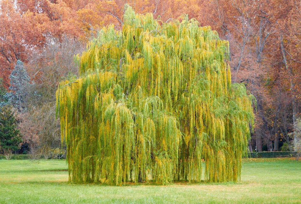 Saule-pleureur-plante-en-isolement.jpg