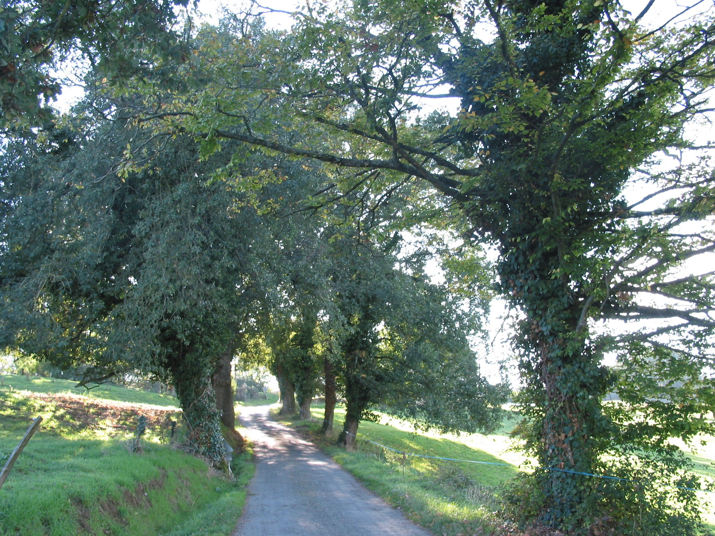 Chemin de campagne.jpg