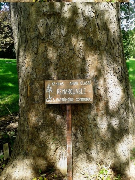 L'arbre remarquable