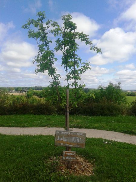 Le cramoisie de gascogne