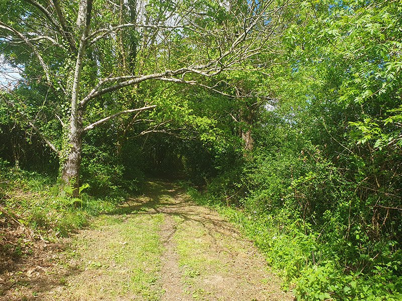 Guérivière - sentier.jpg