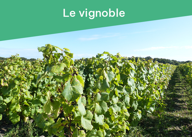 v - Le Vignoble.jpg