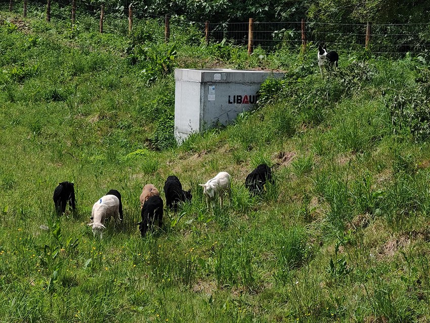 ecopaturage 2.jpg