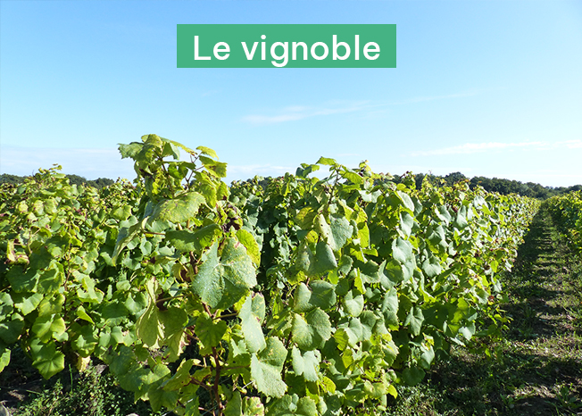 Le vignoble.jpg