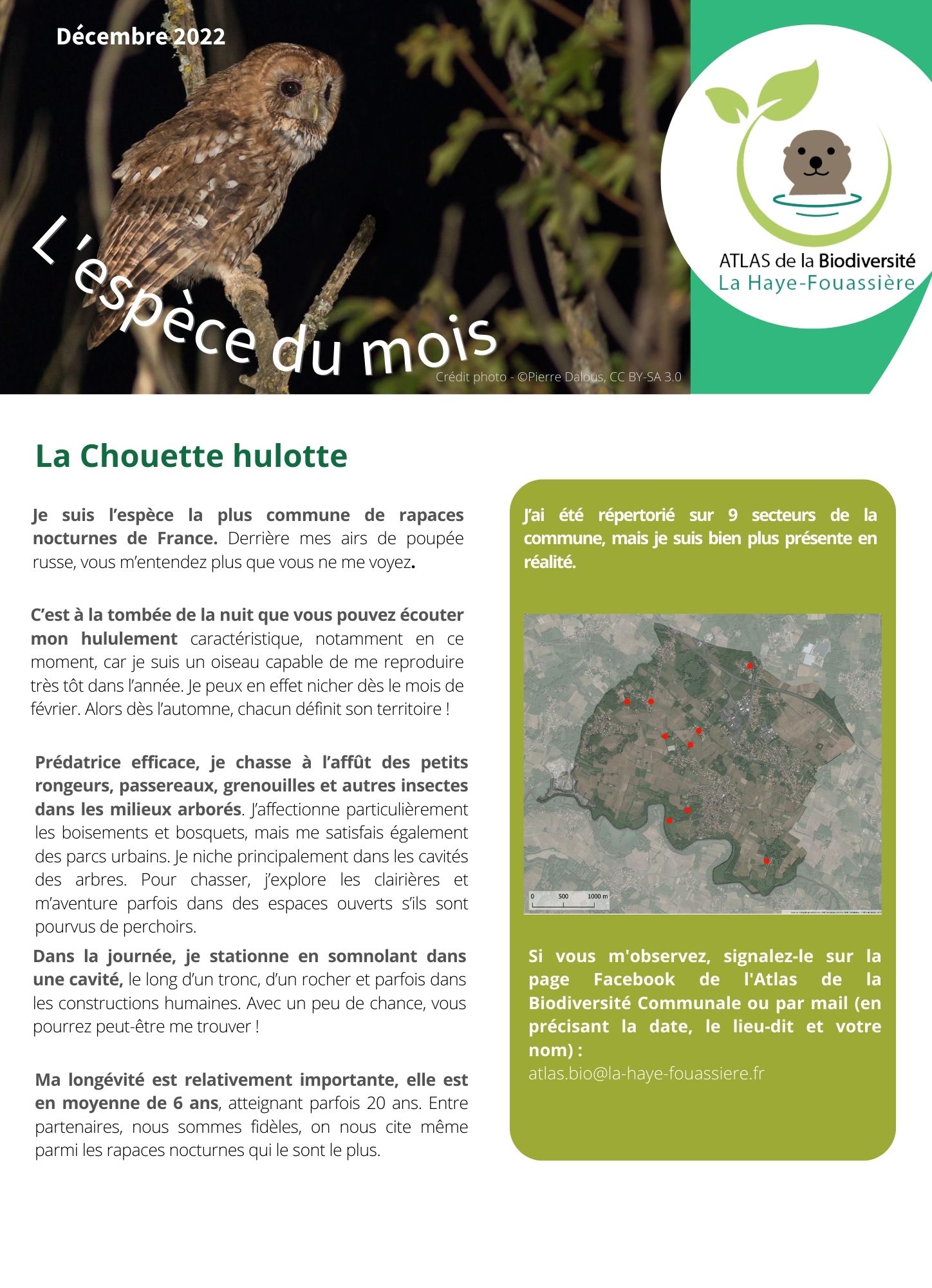 Espèce du mois - dec 2022 - chouette hulotte.jpg