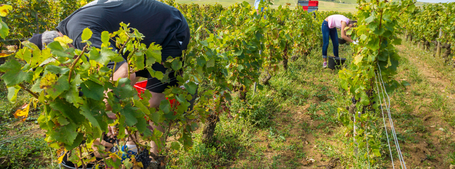 UNE - les vendanges ont commencé.jpg