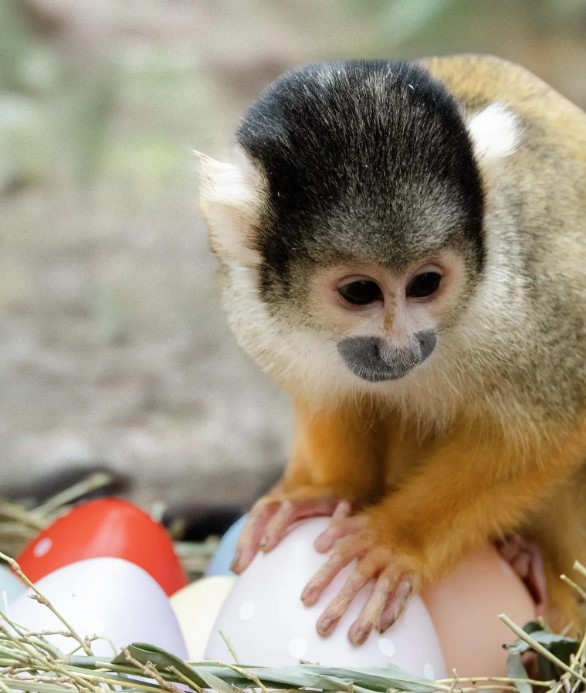 pacques zoo ©zoo BD.jpeg