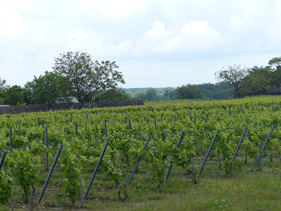 vignes LHF - site mairie.jpg