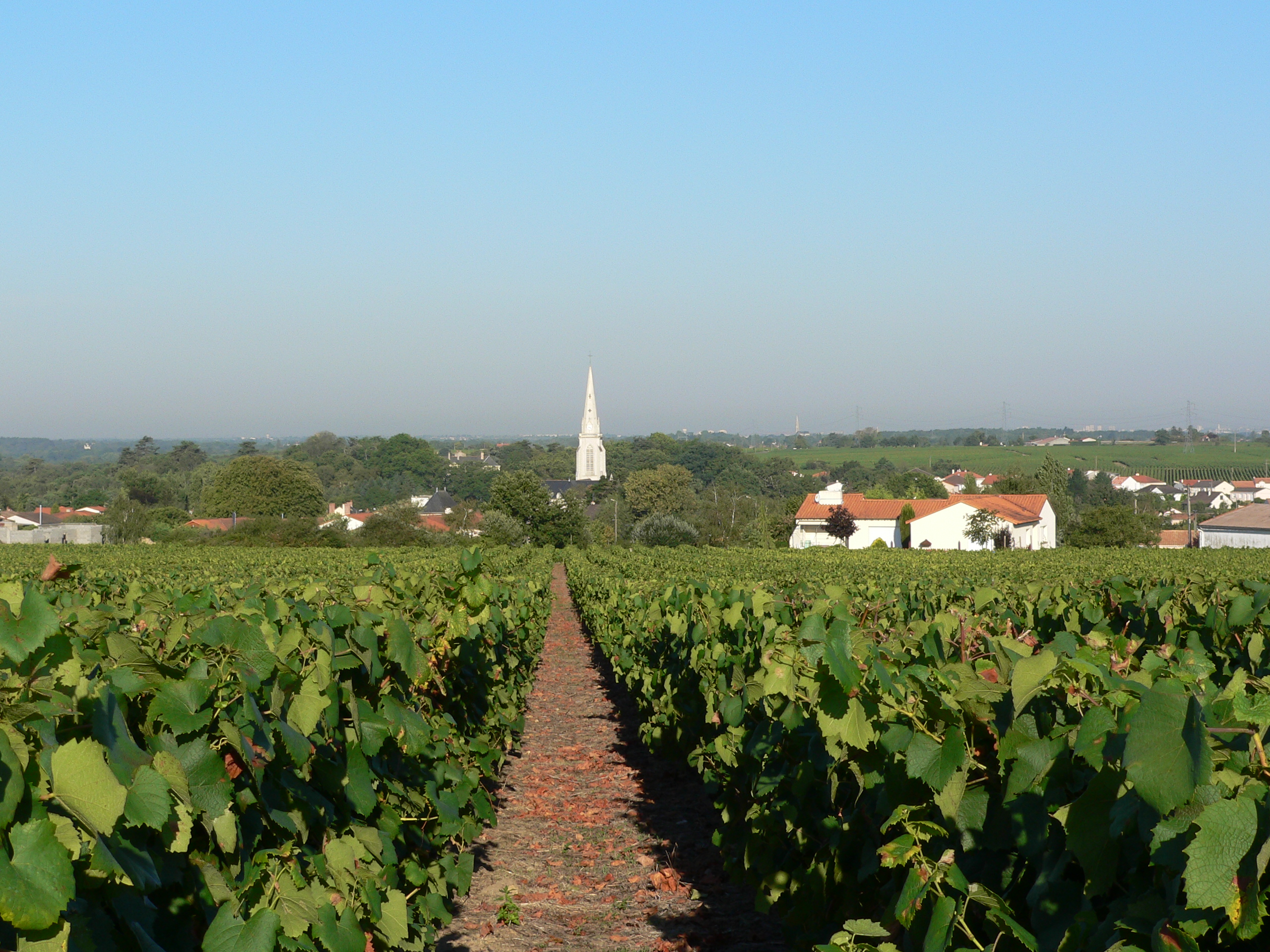 La Haye-Fouassiere - vigne.JPG