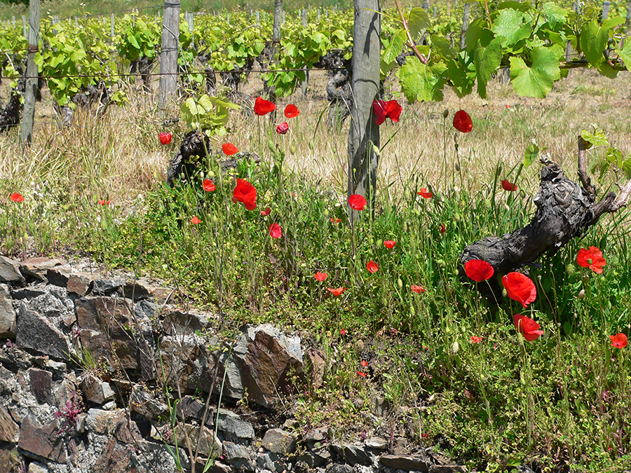 vigne - coquelicot- site mairie.jpg