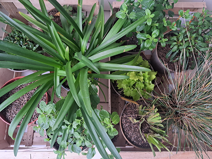 w-plantes vivaces pour laurats .jpg