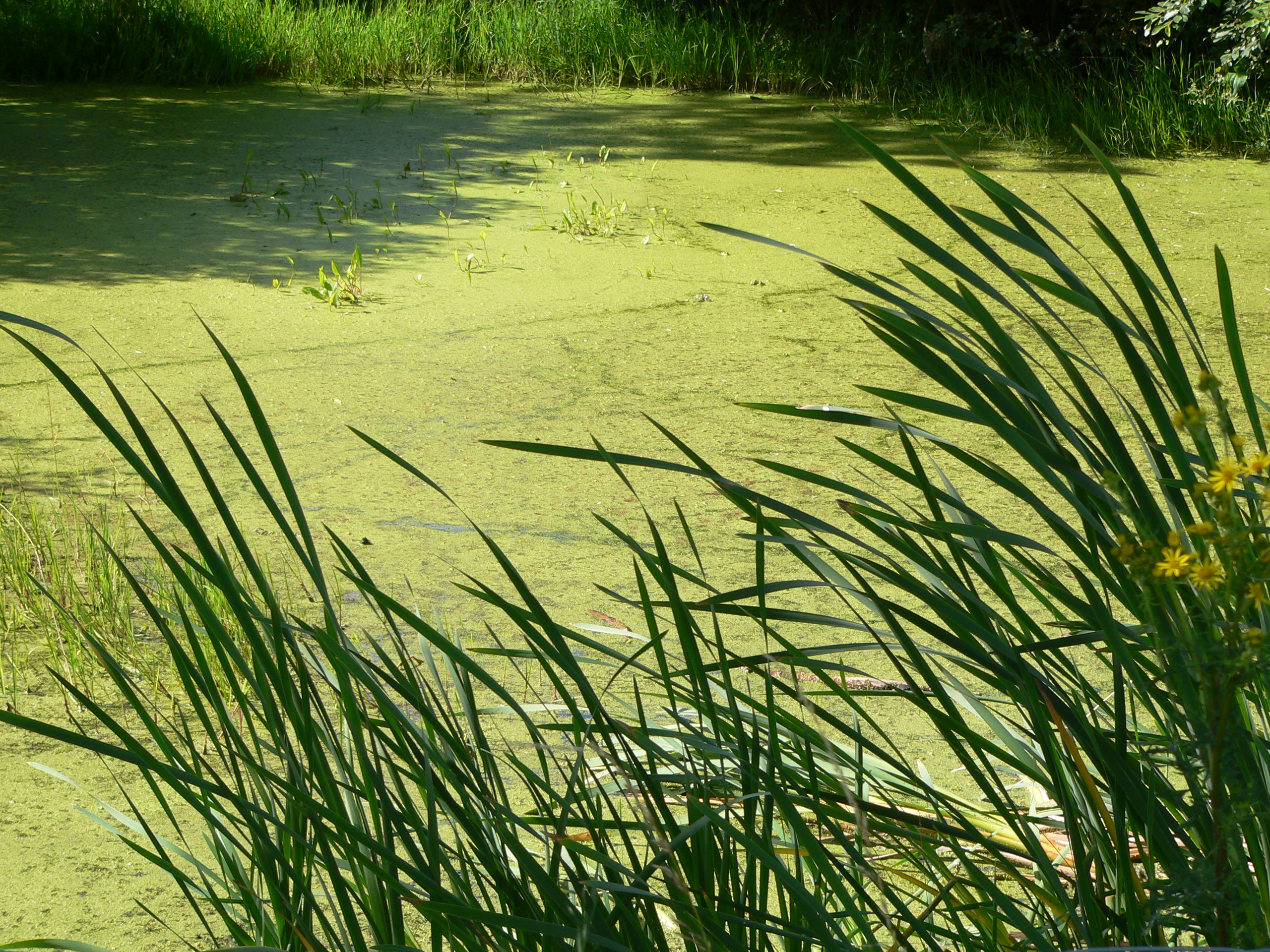 marais de goulaine.JPG