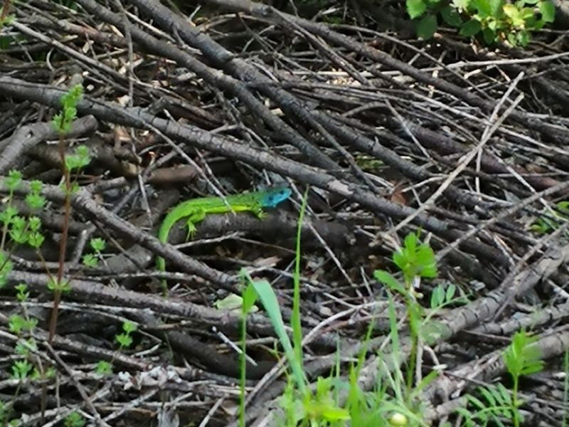 biodiversité 3.jpg