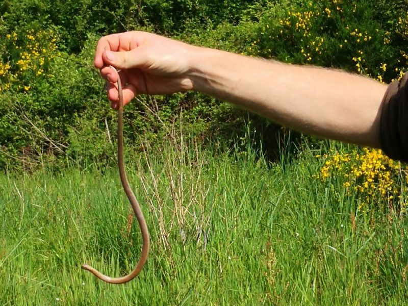 biodiversité 4.jpg