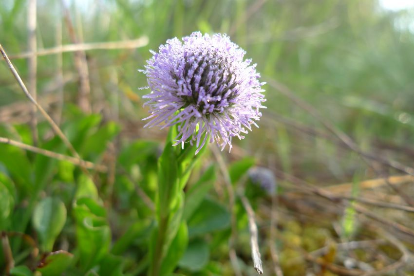 Au pays d en haut 3.png