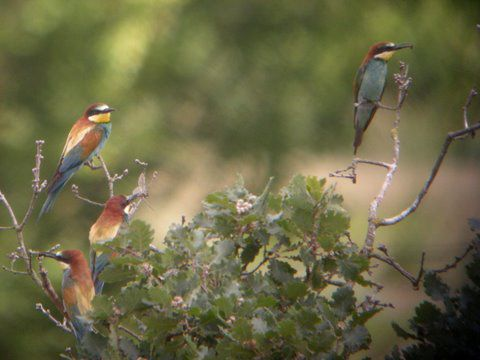 Au pays d en haut 4.png