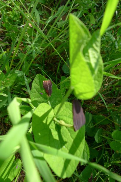 Au pays d en haut 1.png