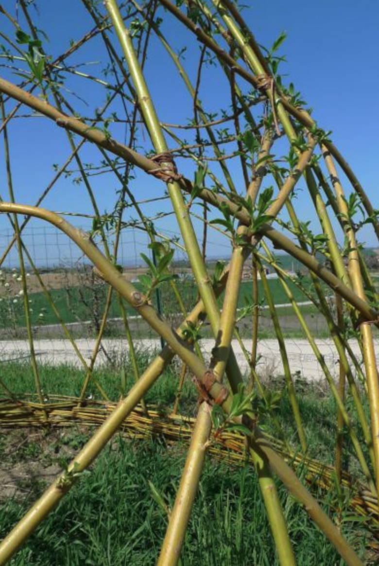 Structure de la cabane en osier.png