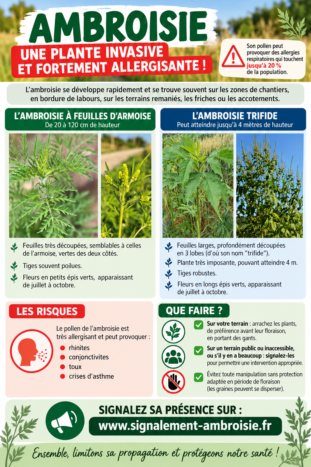 2026-2027 _Ambroisie _affiche