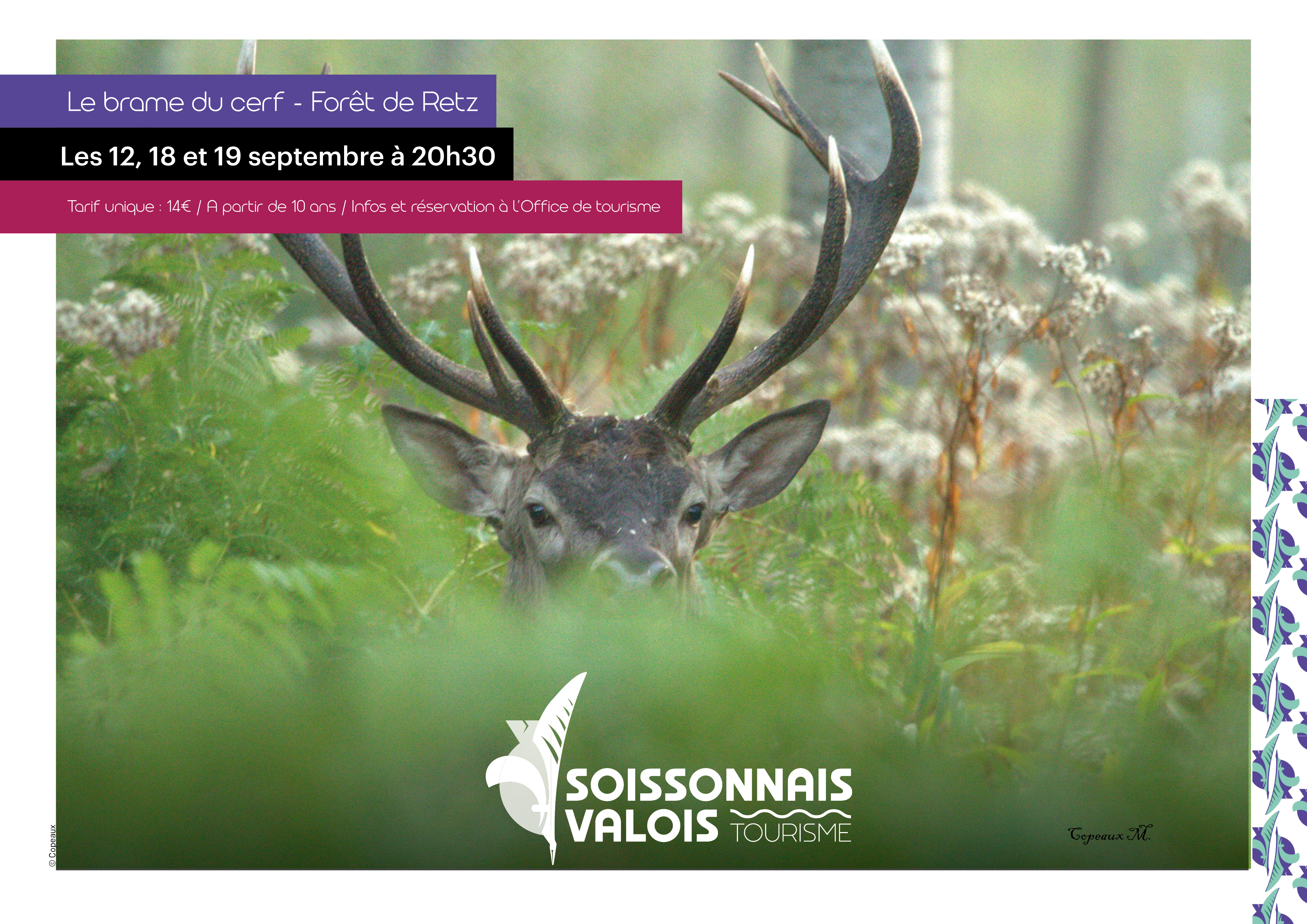 12, 18 et 19.09 Le brame du cerf.jpg