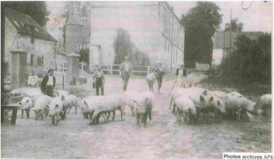 FERME AVEC COCHONS.png