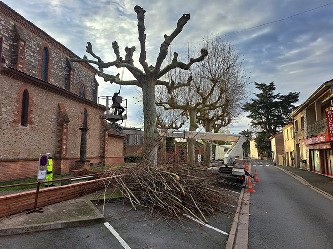 élagages platanes FB.jpg