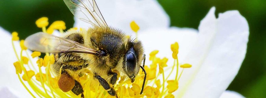 abeille FB.jpg