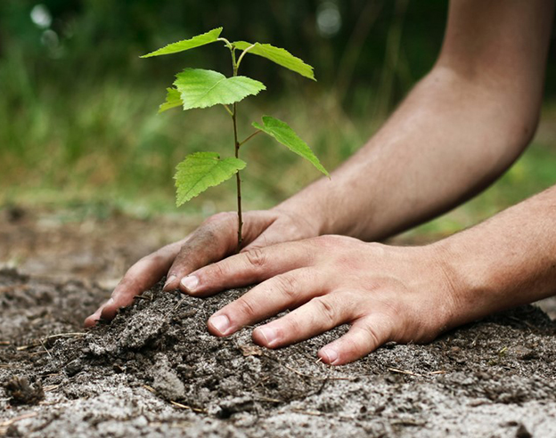 un efant un arbre FB 2.jpg