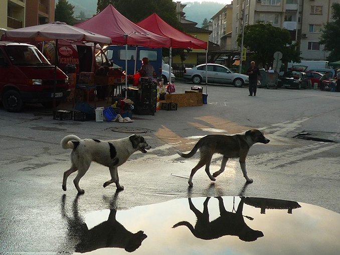 chien FB.jpg