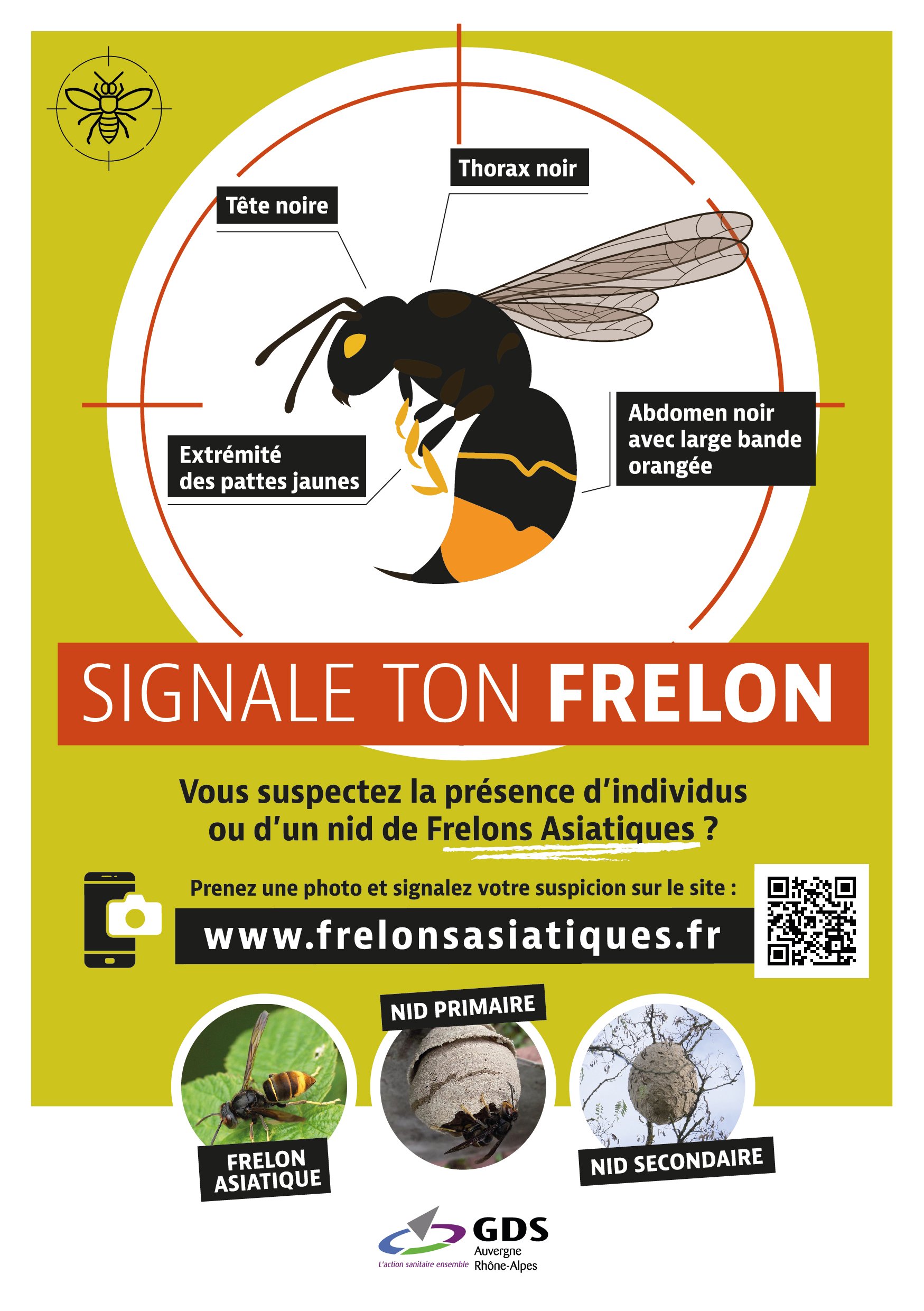 Lutte contre le frelon asiatique