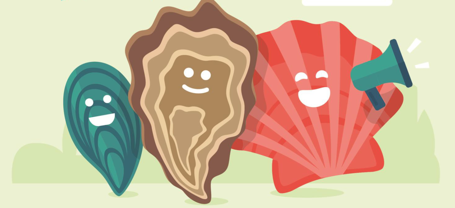 Visuel coquilles.png