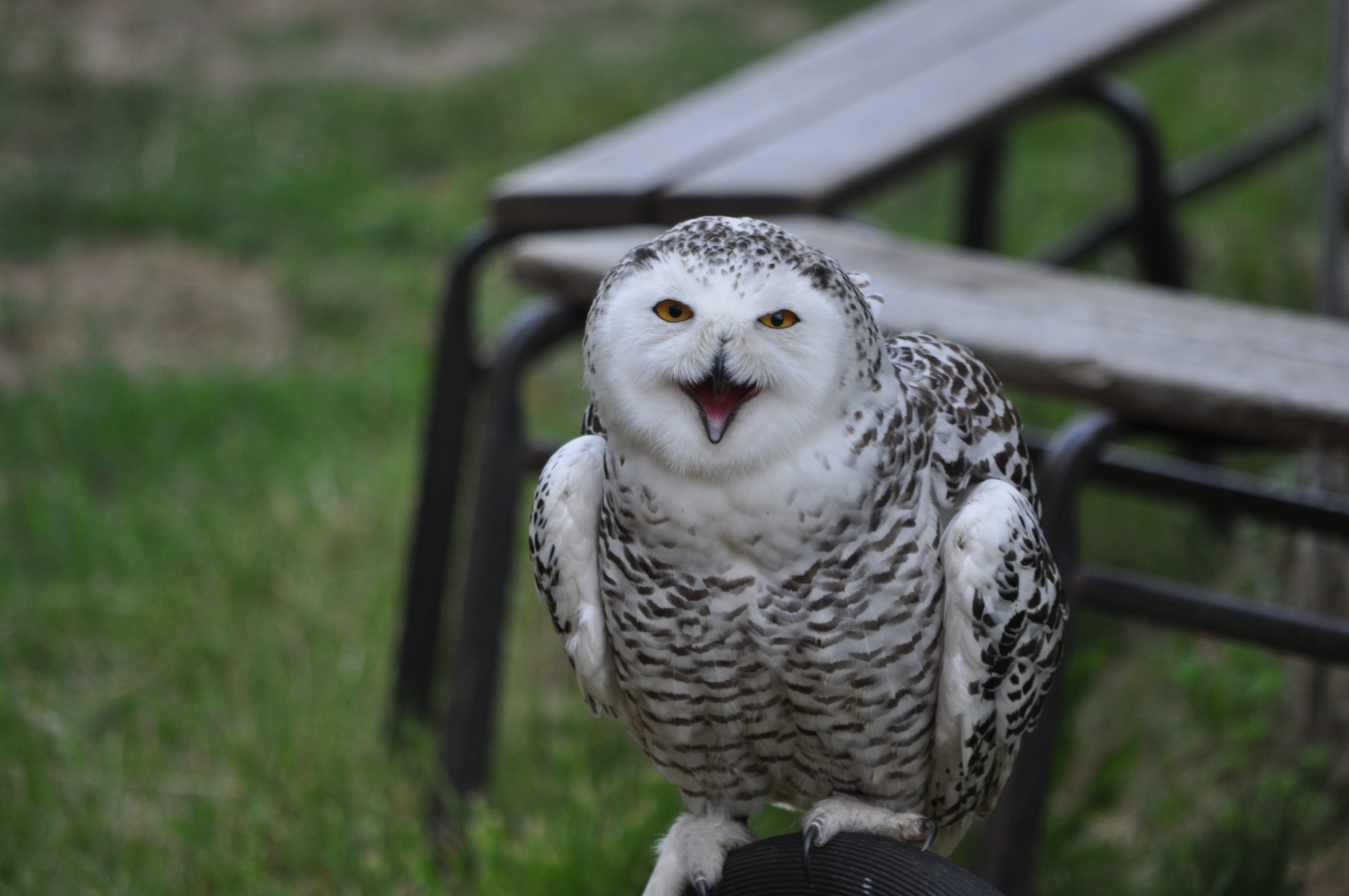 DSC_0055.JPG