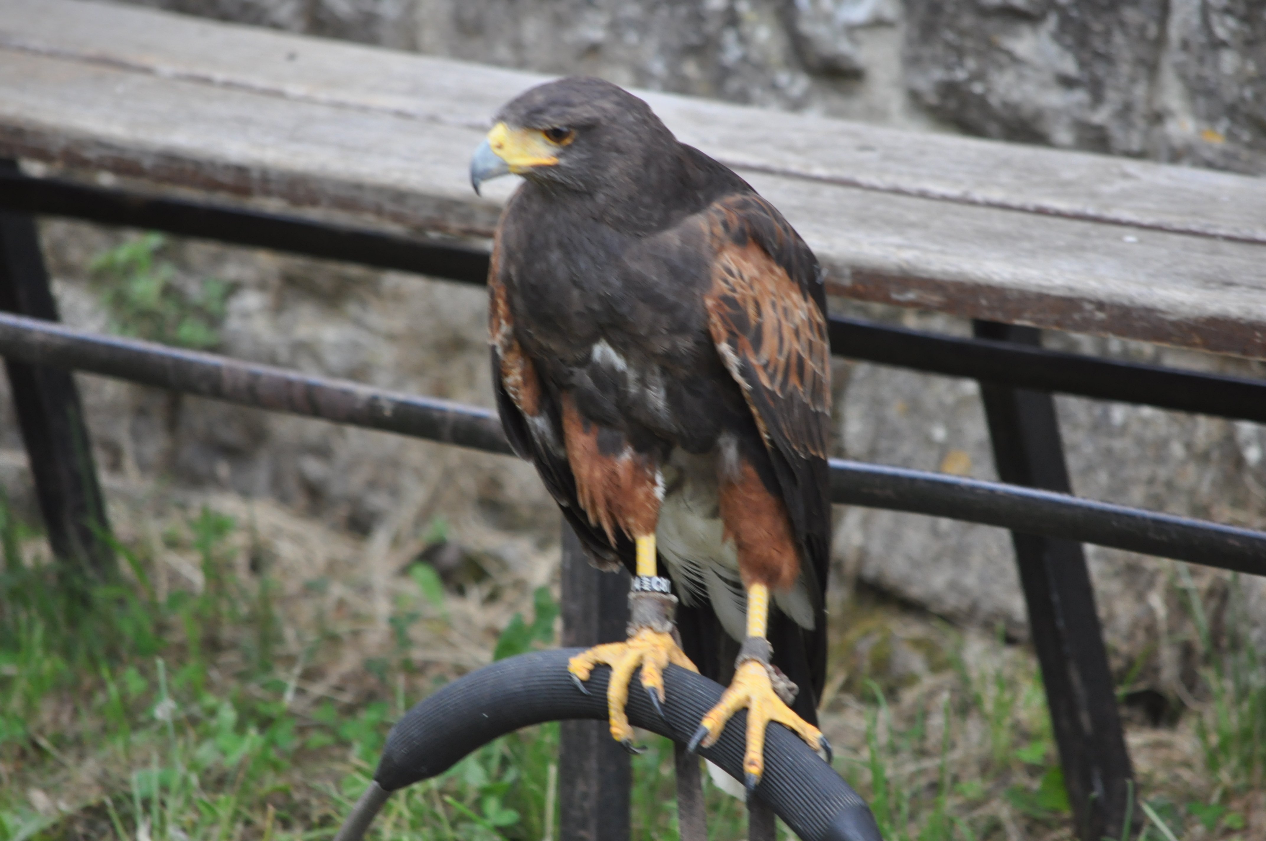 DSC_0051.JPG