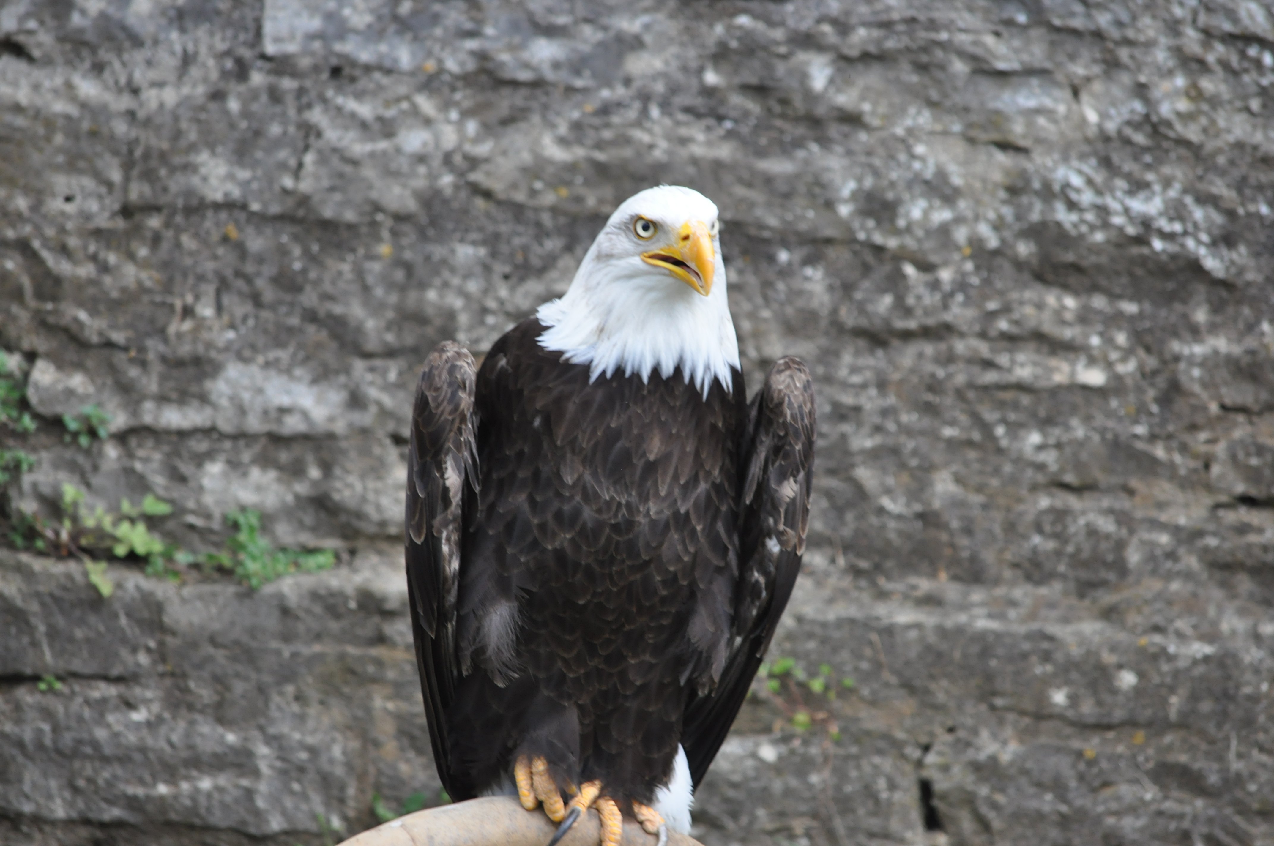 DSC_0049.JPG