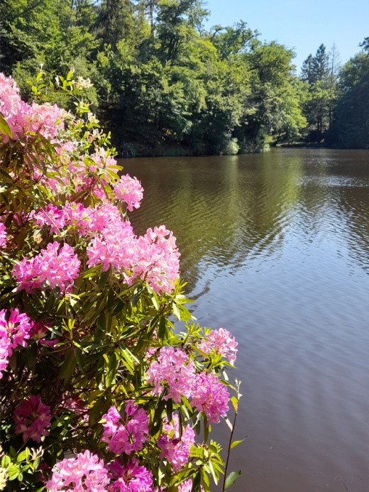 Rhododendrons en fleurs parc