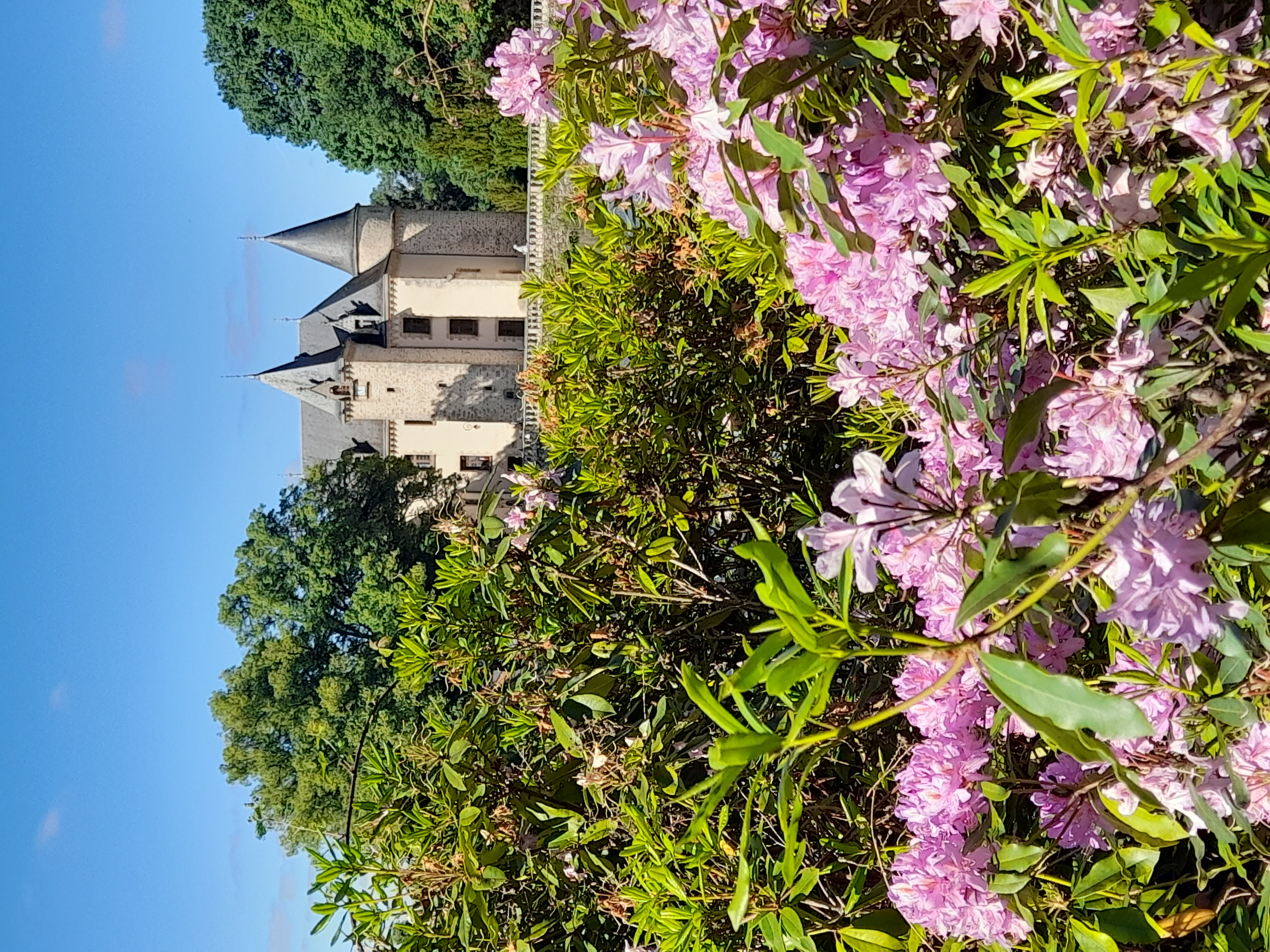 Rhododendrons en fleurs 