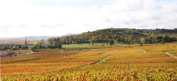 Les vignes en automne.jpg