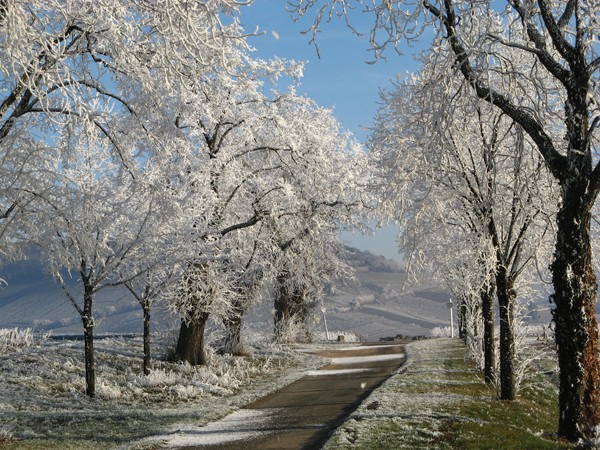 La Grande Allée en hiver.jpg