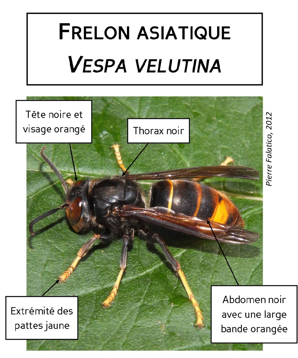 Signalement des frelons asiatiques