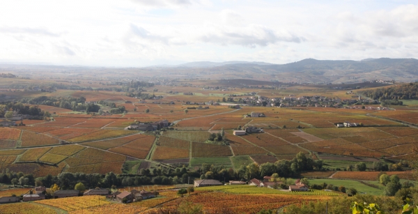 Vue de Brouilly en automne.jpg