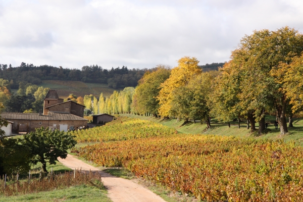 Les clous en automne.jpg