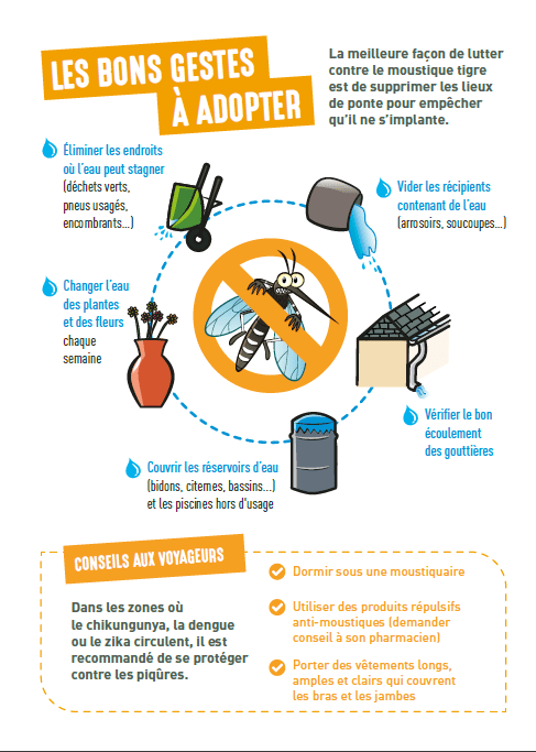 Moustique tigre.png