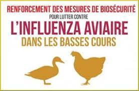 influenza aviaire.jpg
