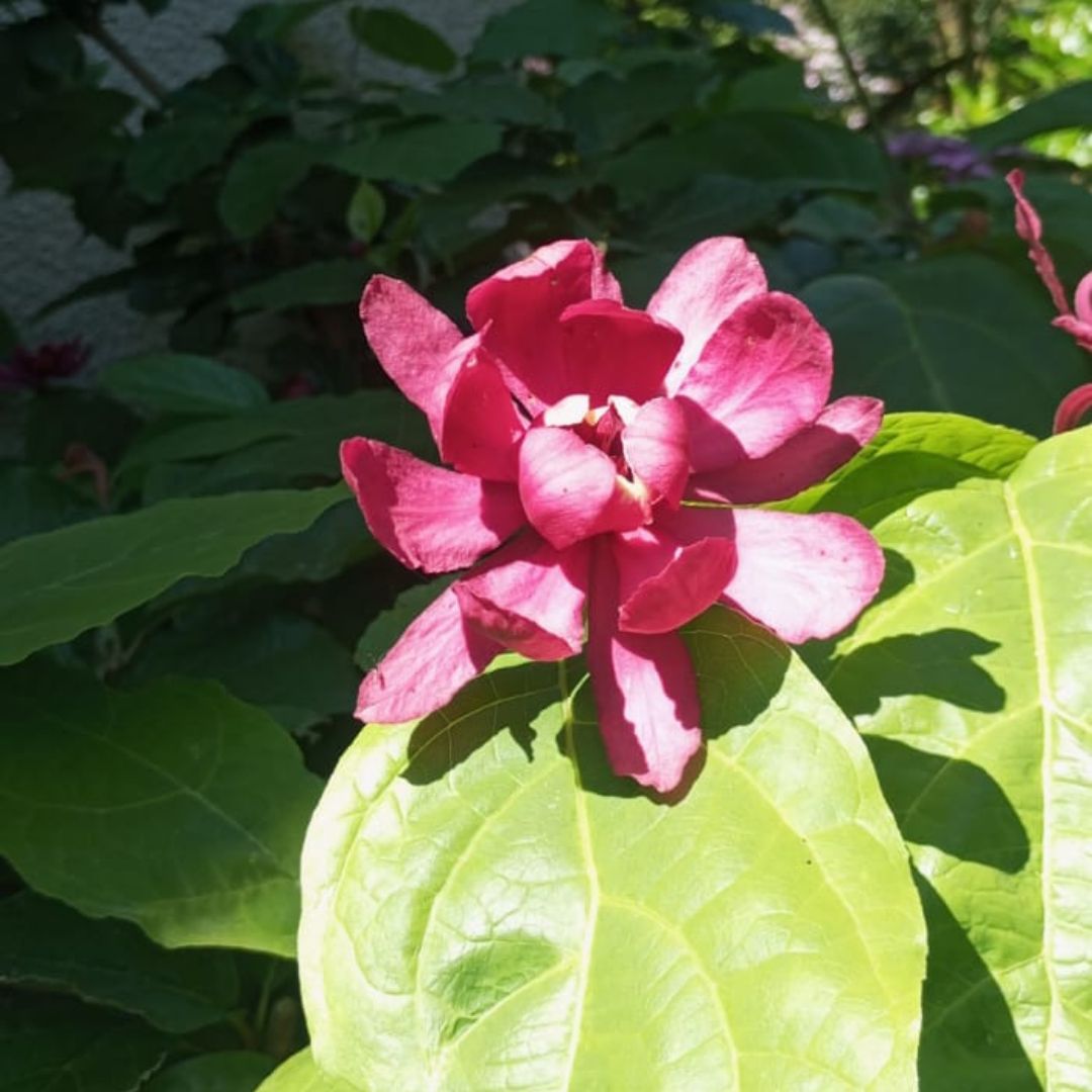 MaisonsFleuries-19.jpg